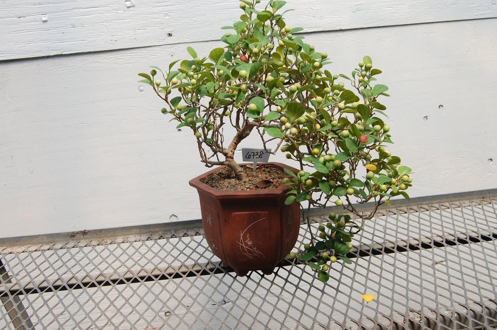 10 Year Old Mistletoe Fig Cascade Specimen Bonsai Tree