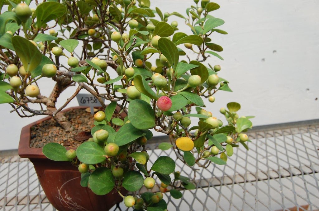 10 Year Old Mistletoe Fig Cascade Specimen Bonsai Tree