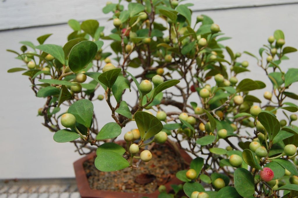 10 Year Old Mistletoe Fig Cascade Specimen Bonsai Tree