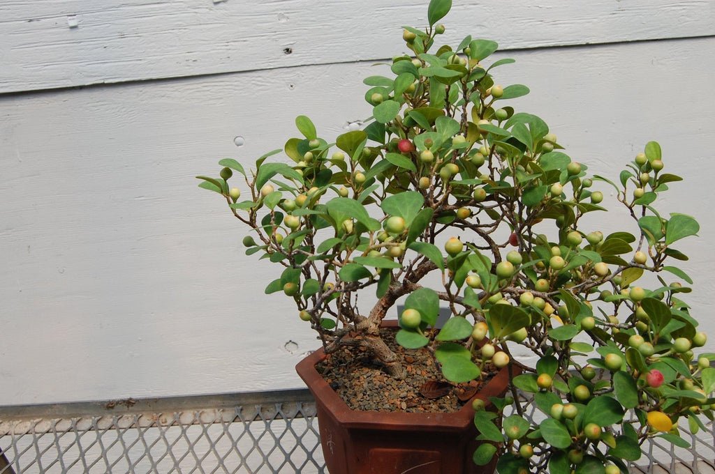 10 Year Old Mistletoe Fig Cascade Specimen Bonsai Tree