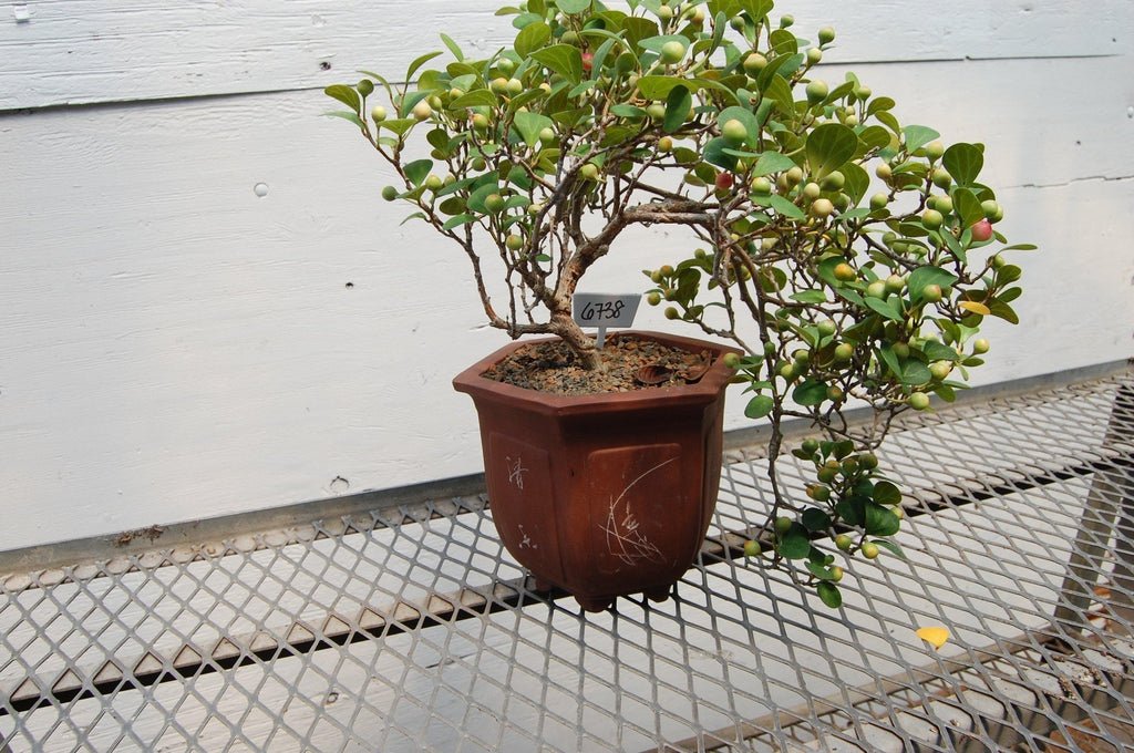 10 Year Old Mistletoe Fig Cascade Specimen Bonsai Tree