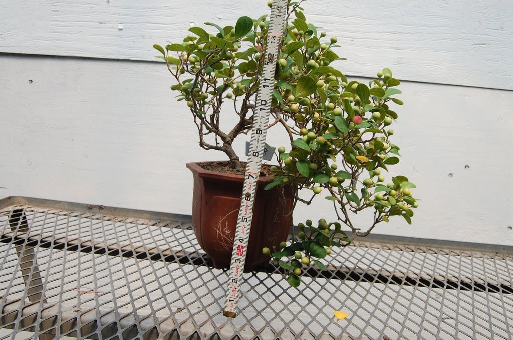 10 Year Old Mistletoe Fig Cascade Specimen Bonsai Tree