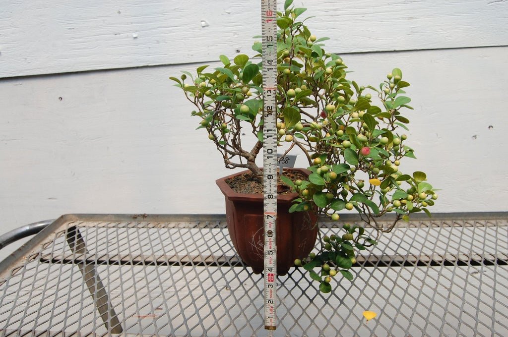 10 Year Old Mistletoe Fig Cascade Specimen Bonsai Tree