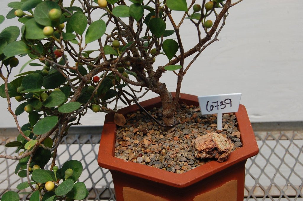 10 Year Old Mistletoe Fig Semi-Cascade Specimen Bonsai Tree