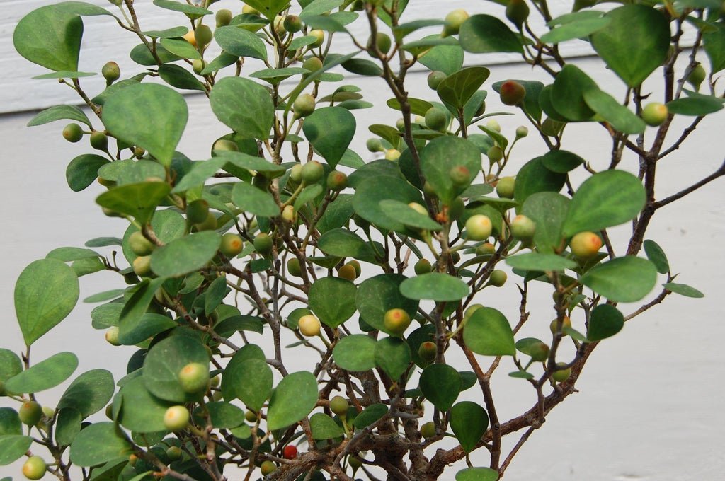 10 Year Old Mistletoe Fig Semi-Cascade Specimen Bonsai Tree