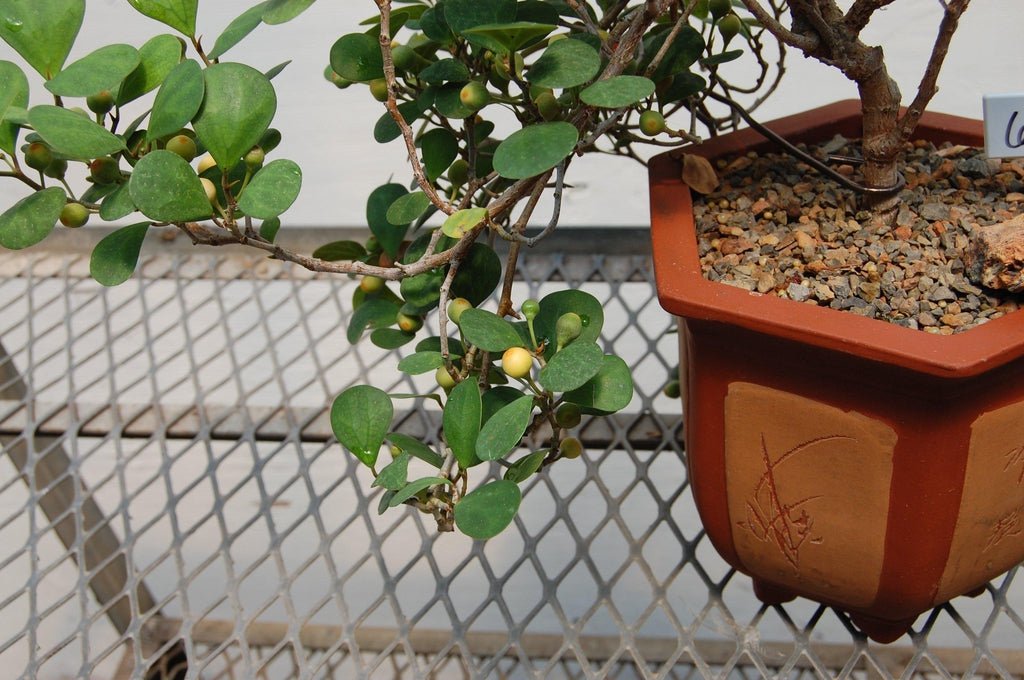 10 Year Old Mistletoe Fig Semi-Cascade Specimen Bonsai Tree