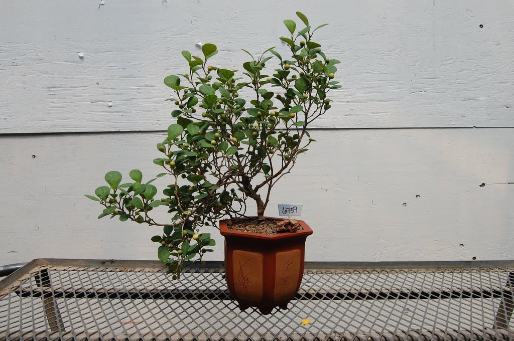 10 Year Old Mistletoe Fig Semi-Cascade Specimen Bonsai Tree