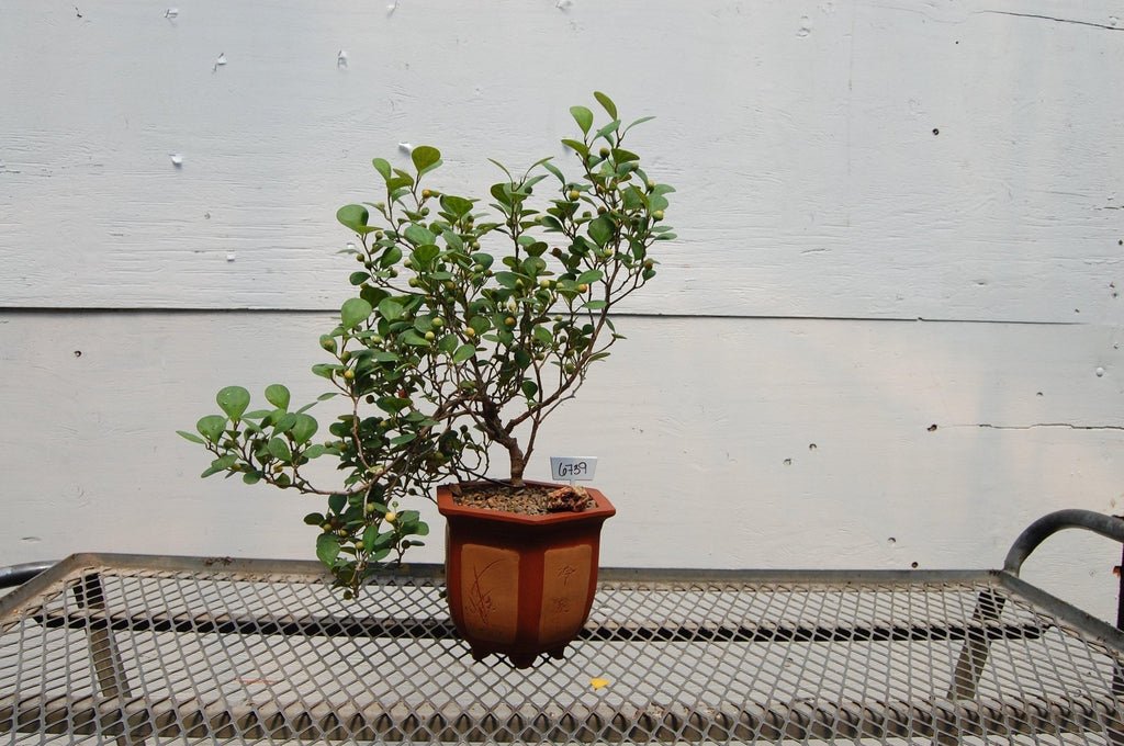 10 Year Old Mistletoe Fig Semi-Cascade Specimen Bonsai Tree