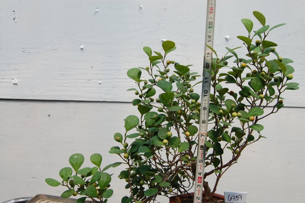 10 Year Old Mistletoe Fig Semi-Cascade Specimen Bonsai Tree