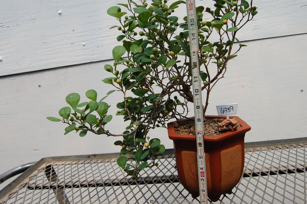 10 Year Old Mistletoe Fig Semi-Cascade Specimen Bonsai Tree