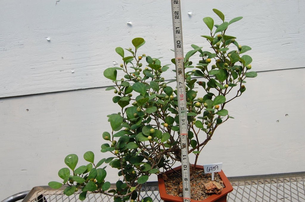 10 Year Old Mistletoe Fig Semi-Cascade Specimen Bonsai Tree