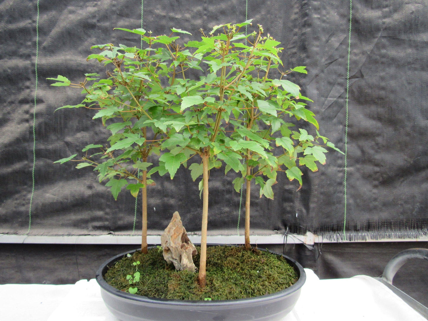 10 Year Old Trident Maple 3 Tree Forest Specimen Bonsai Tree