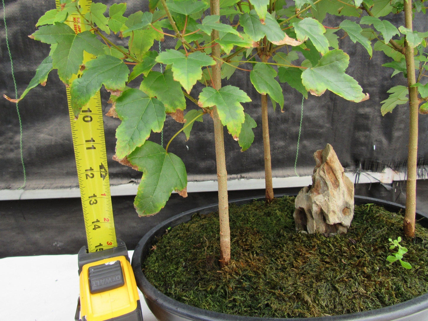 10 Year Old Trident Maple 3 Tree Forest Specimen Bonsai Tree