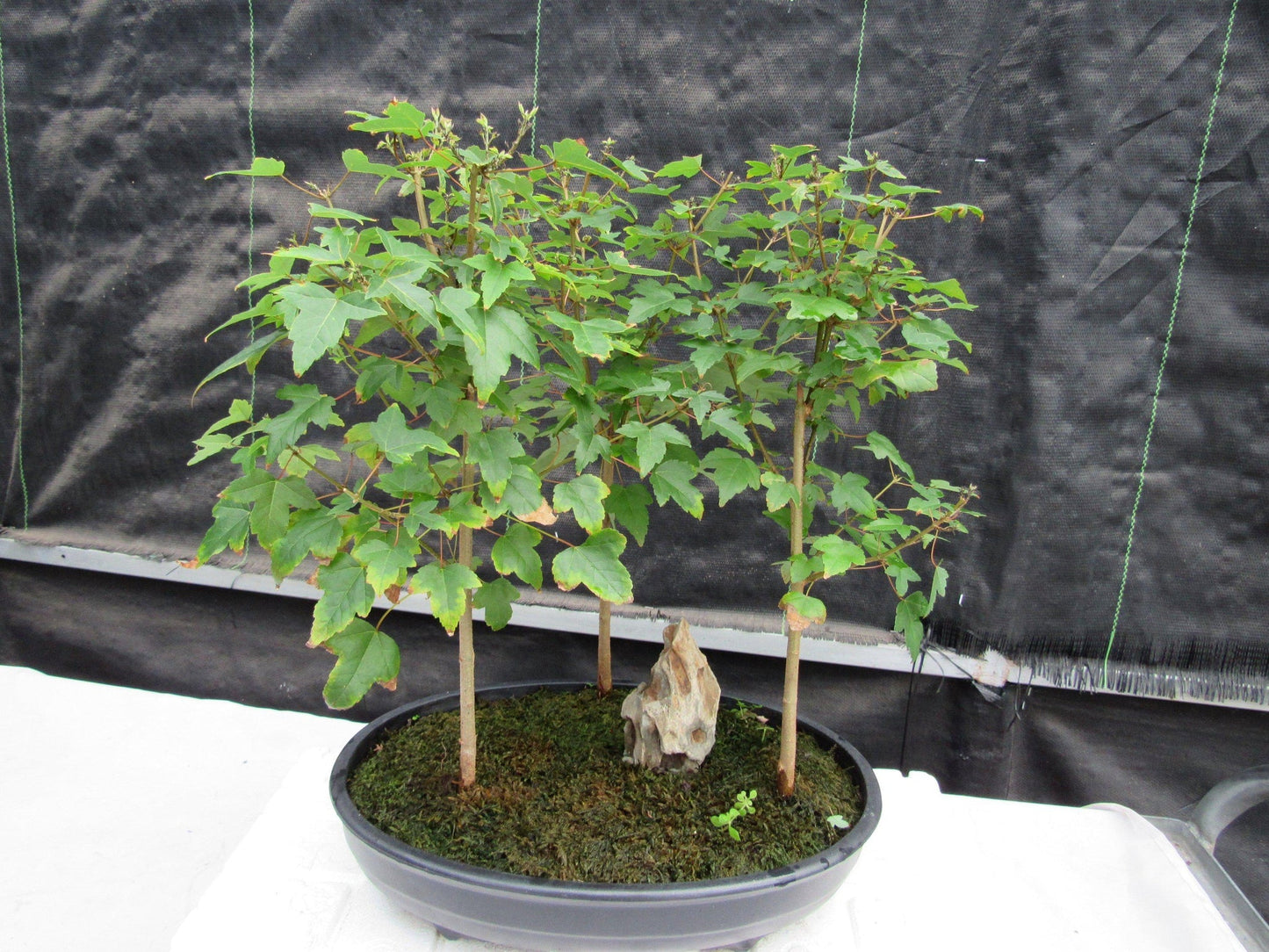 10 Year Old Trident Maple 3 Tree Forest Specimen Bonsai Tree