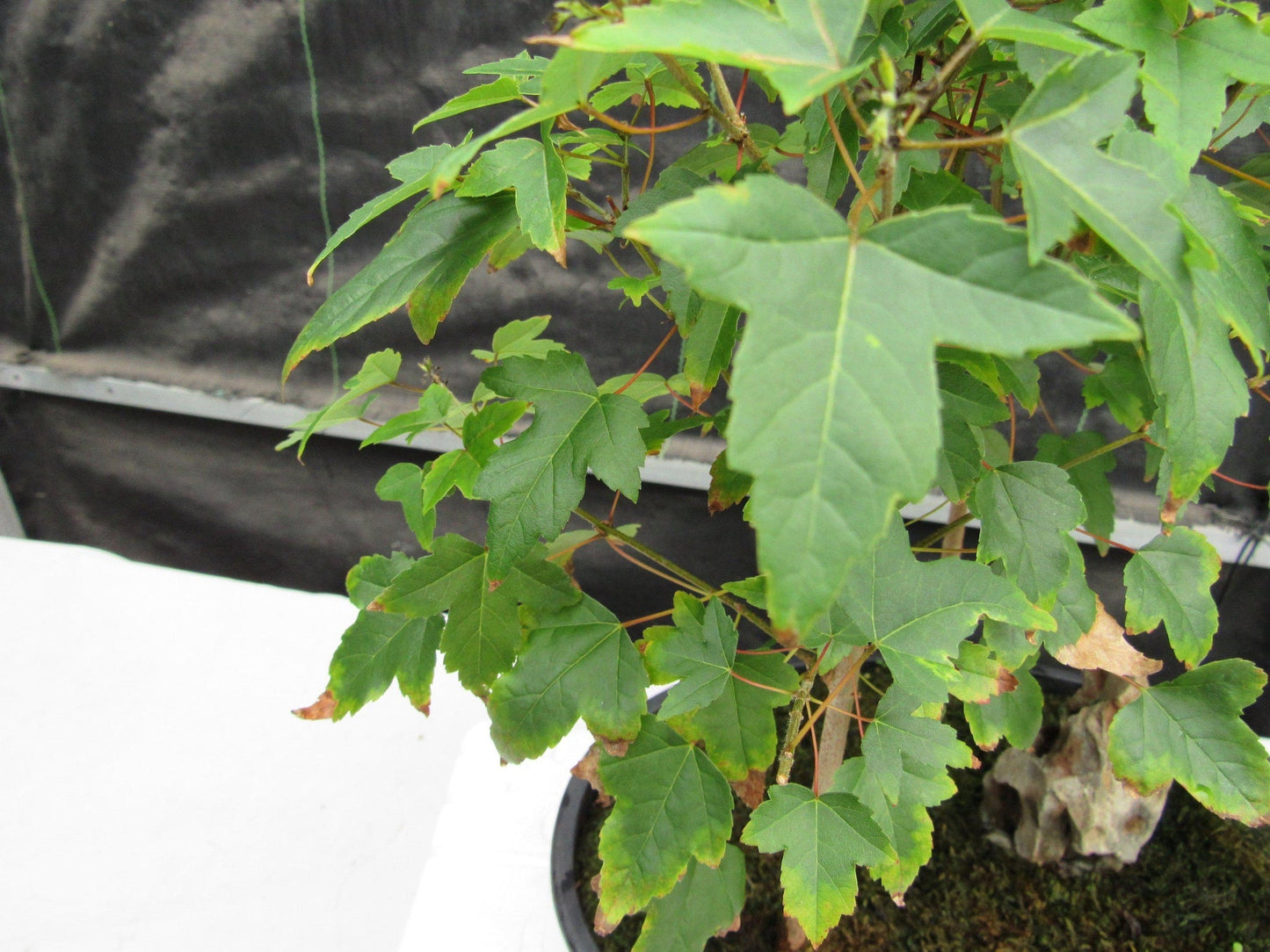 10 Year Old Trident Maple 3 Tree Forest Specimen Bonsai Tree