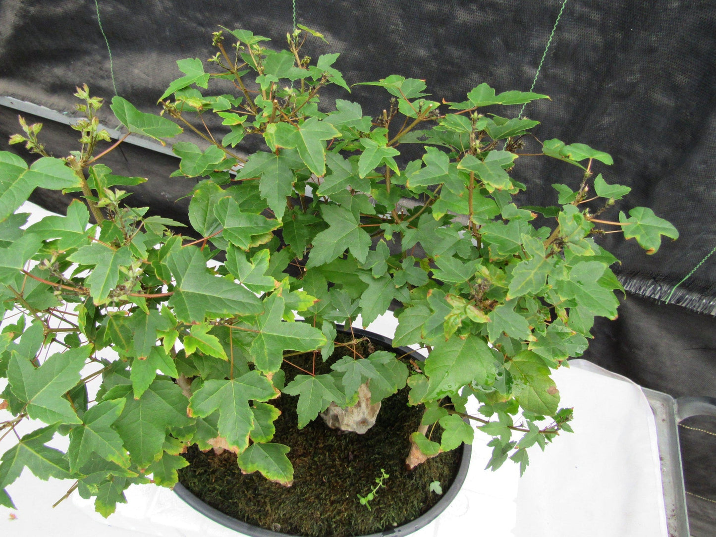 10 Year Old Trident Maple 3 Tree Forest Specimen Bonsai Tree