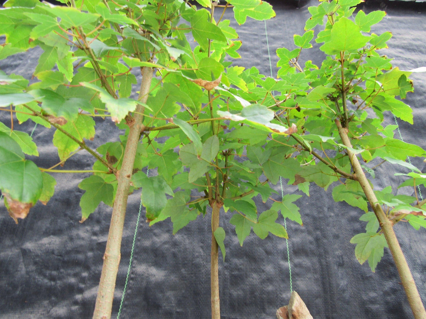 10 Year Old Trident Maple 3 Tree Forest Specimen Bonsai Tree