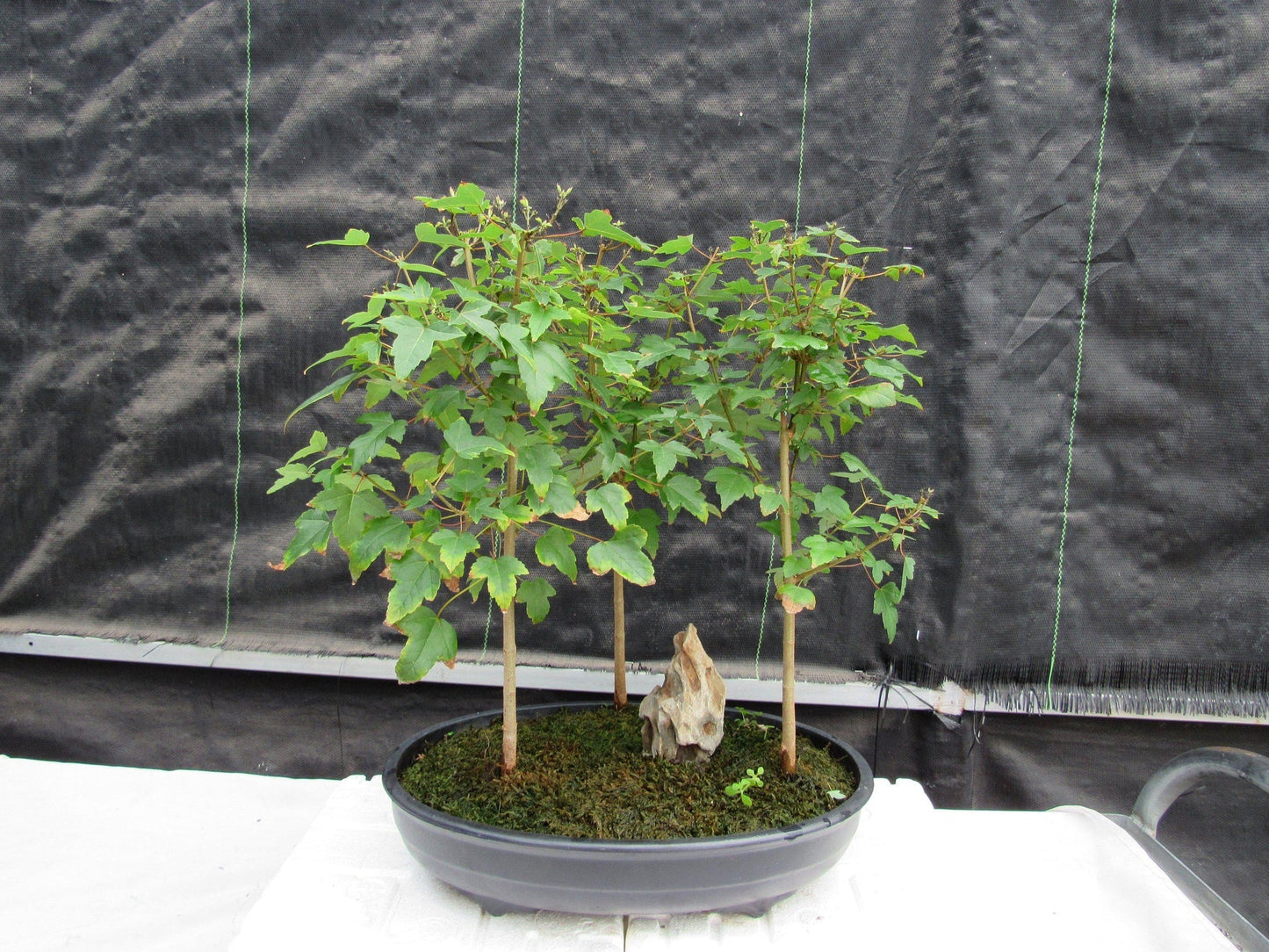 10 Year Old Trident Maple 3 Tree Forest Specimen Bonsai Tree