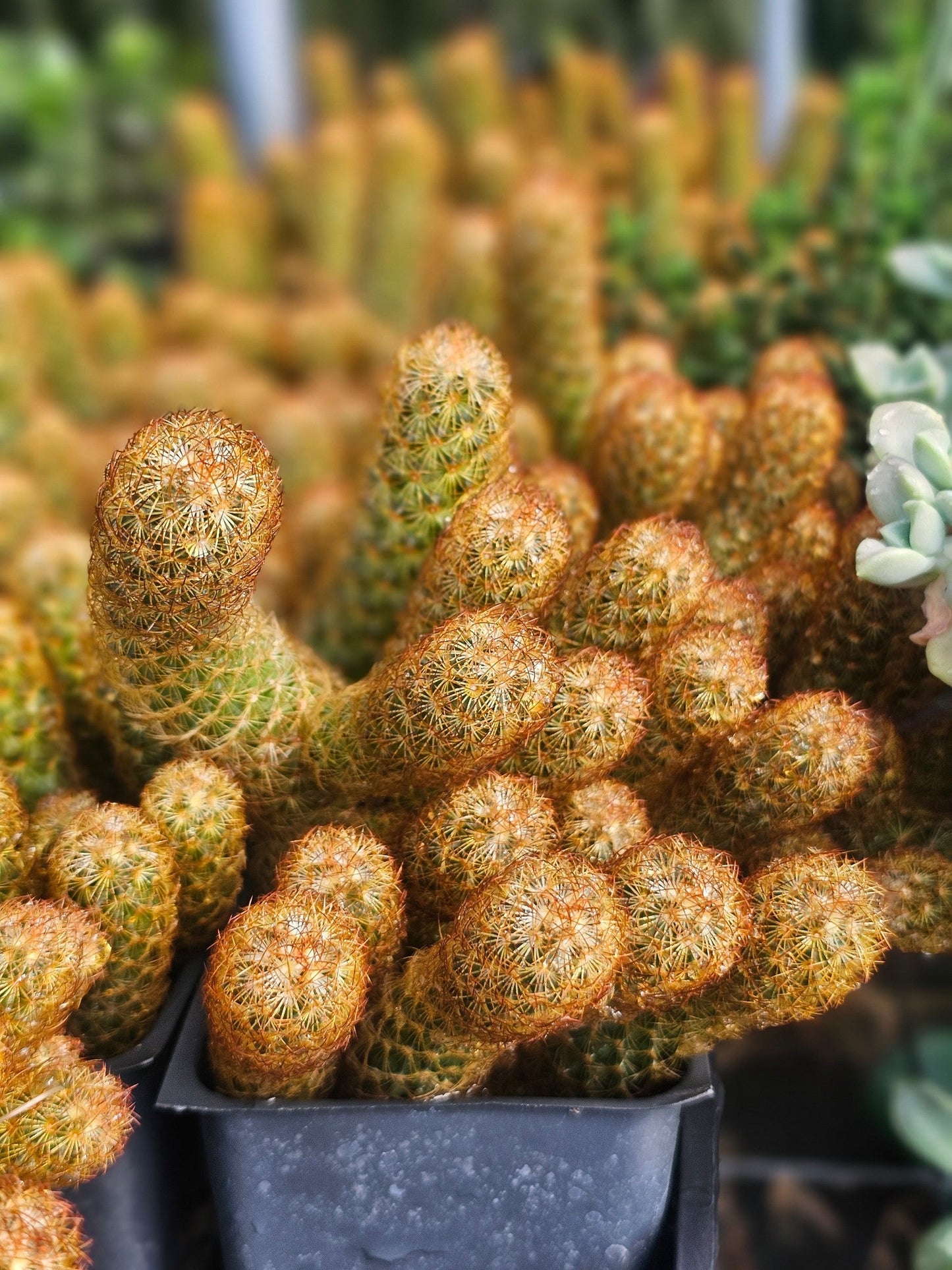 Gold Lace Cactus