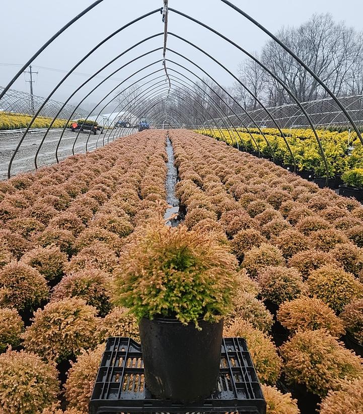 Fire Chief™ Globe Arborvitae