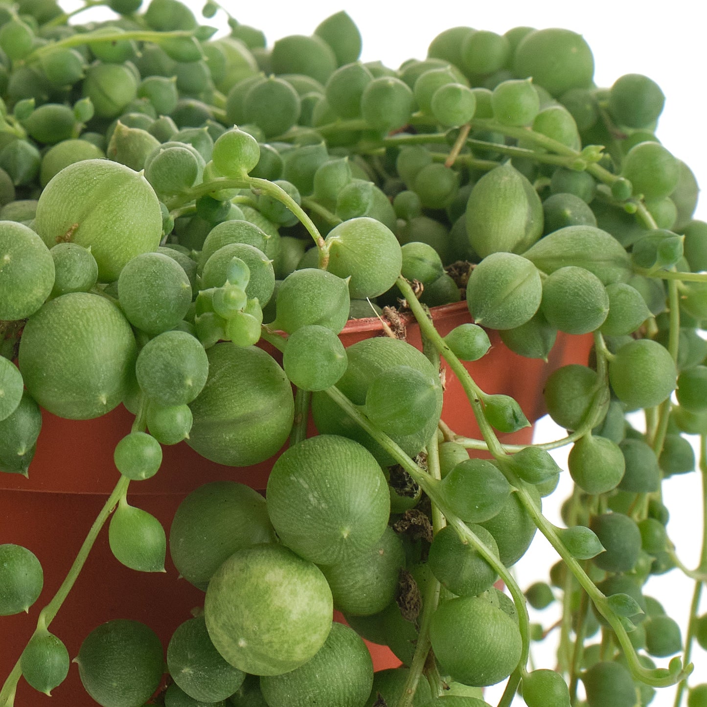 Senecio Rowleyanus 'String of Pearls'