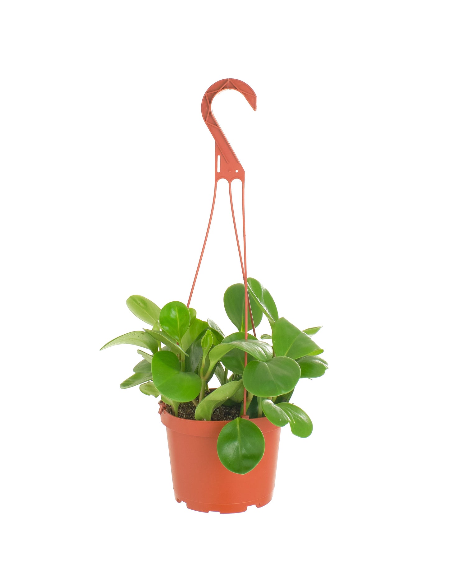 Peperomia Obtusifolia 'Baby Rubber Plant'