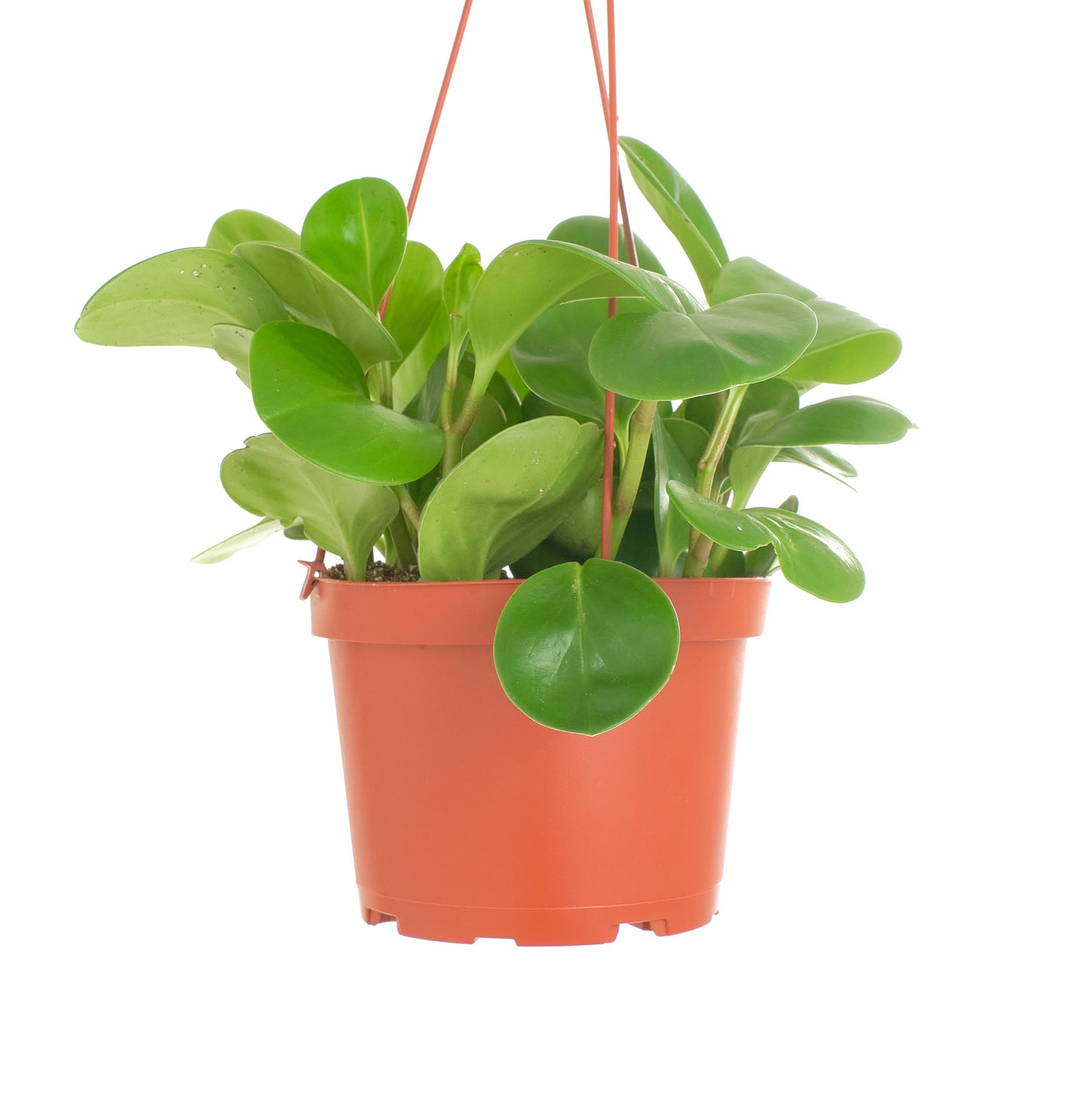 Peperomia Obtusifolia 'Baby Rubber Plant'