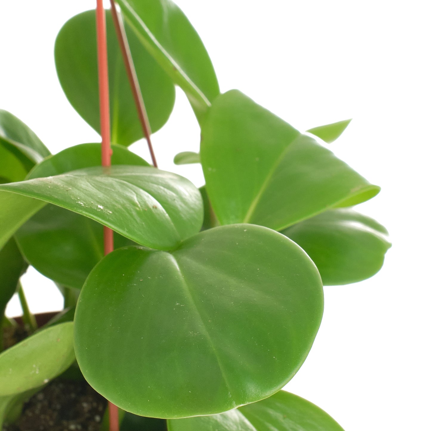 Peperomia Obtusifolia 'Baby Rubber Plant'