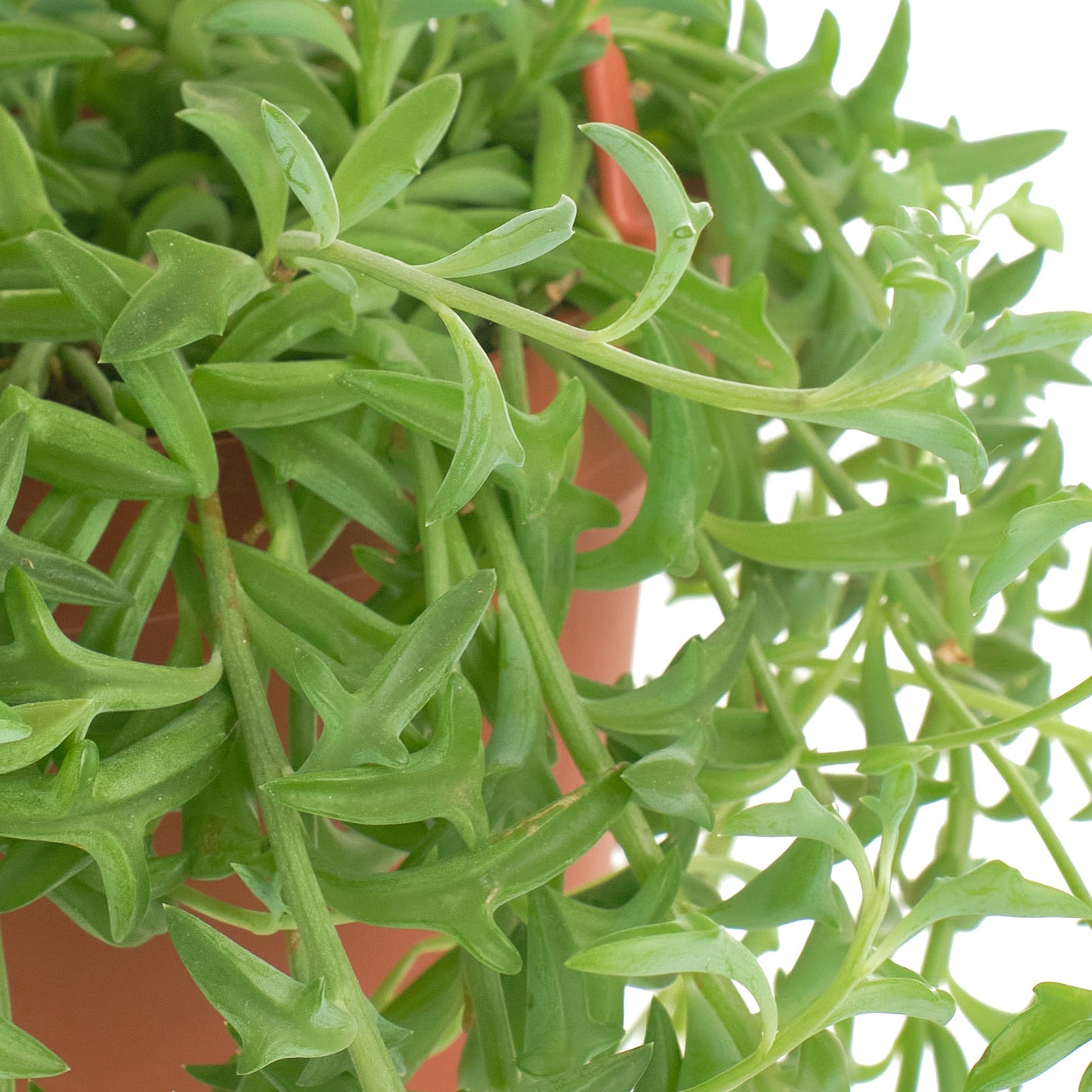 Senecio peregrinus 'String of Dolphins'