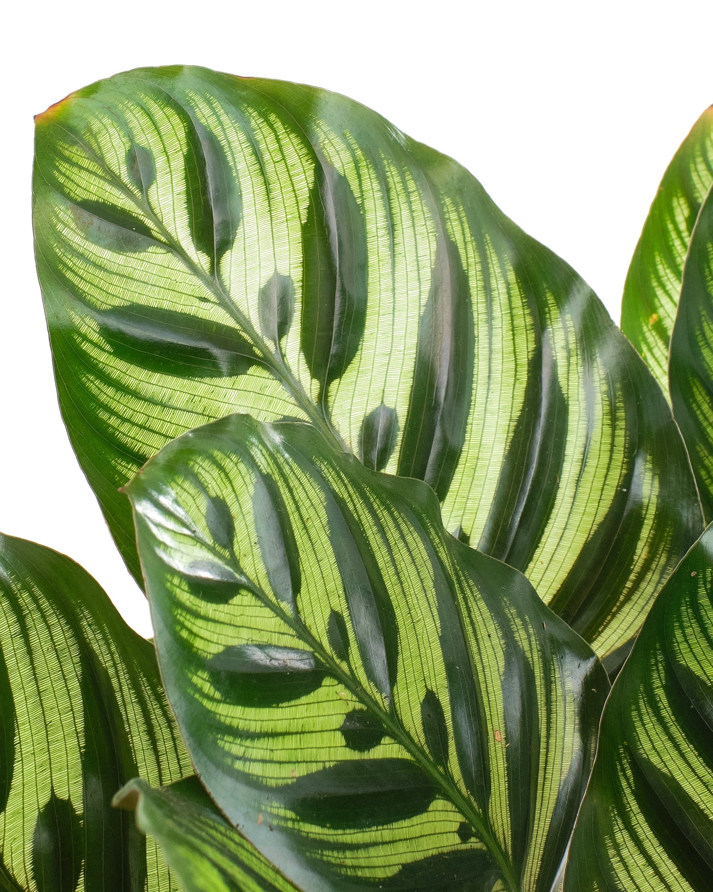 Calathea Makoyana 'Peacock Prayer Plant'