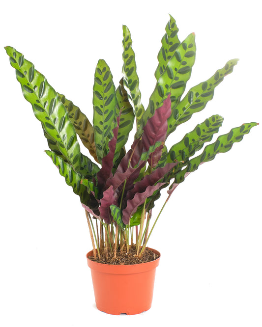 Calathea Lancifolia 'Rattlesnake Plant'