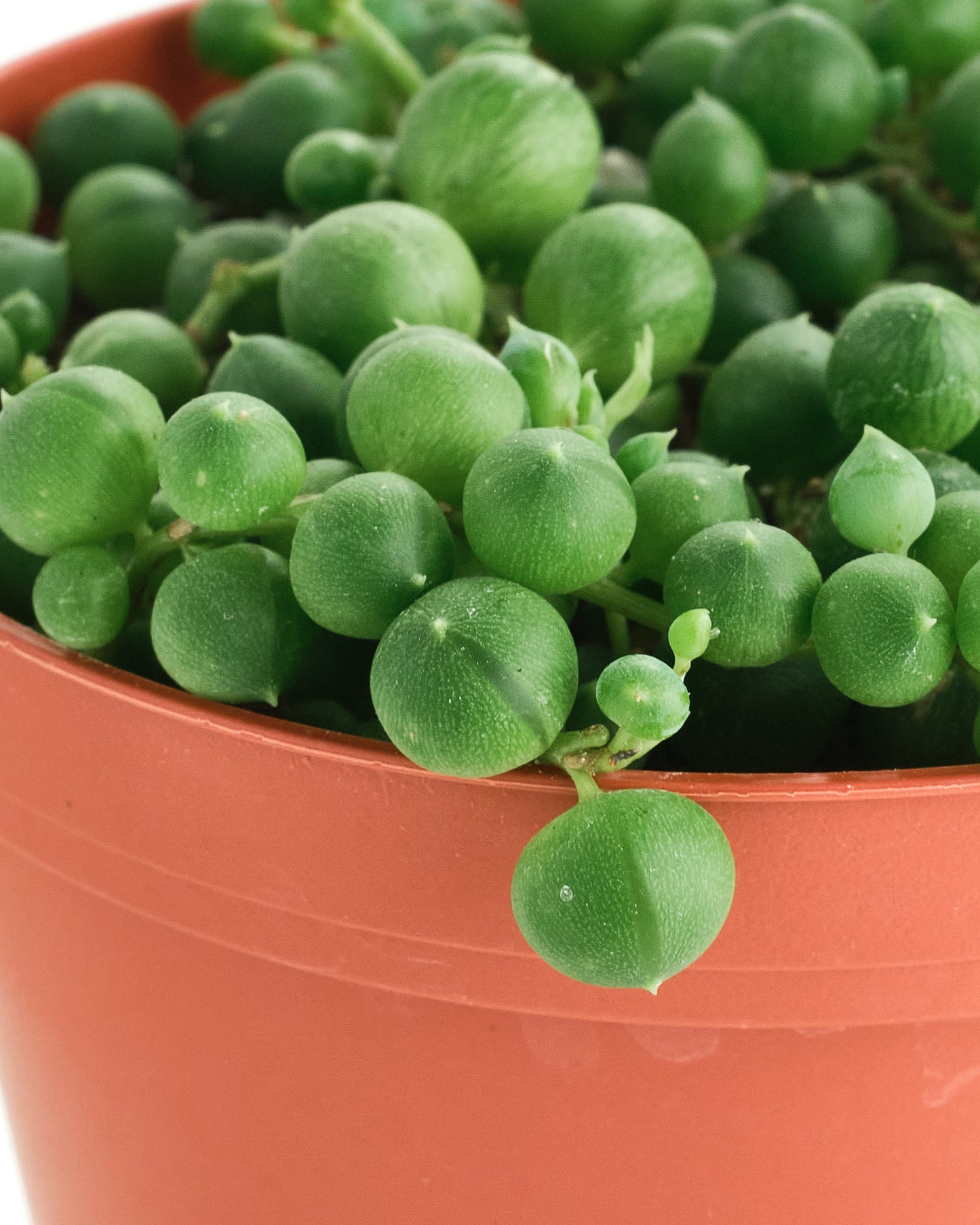 Senecio Rowleyanus 'String of Pearls'