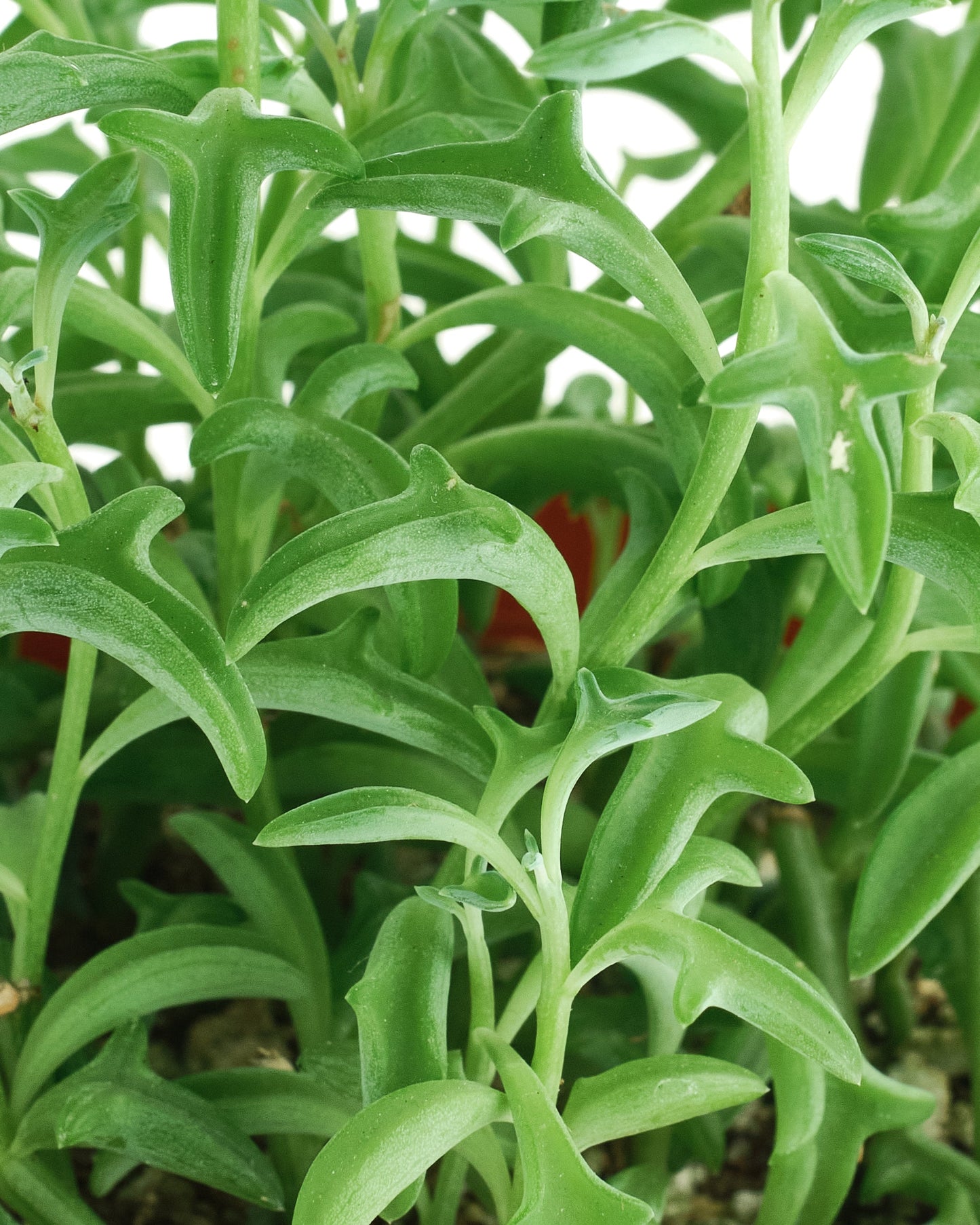 Senecio peregrinus 'String of Dolphins'