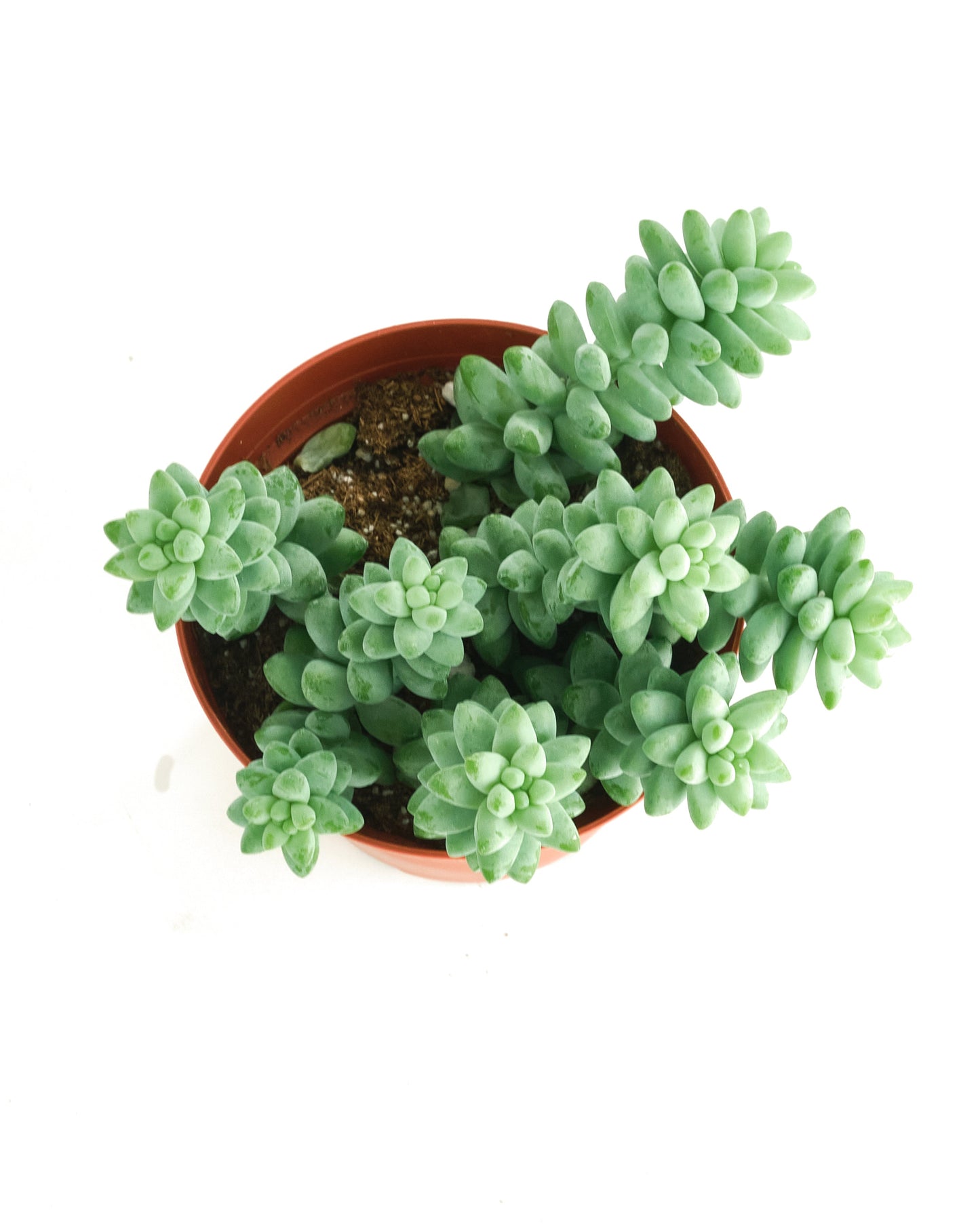 Sedum morganianum 'Burro's Tail'