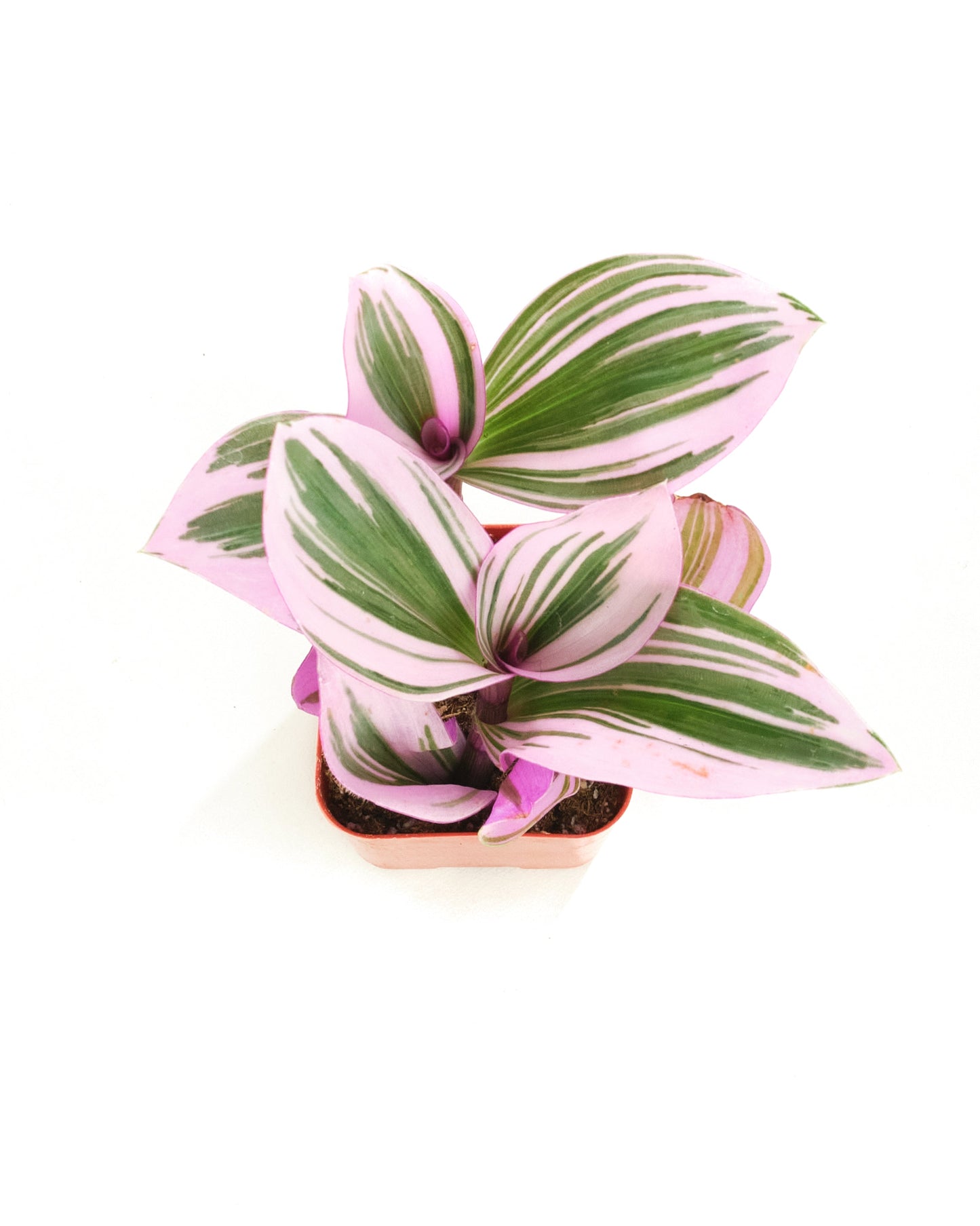 Tradescantia fluminensis 'Nanouk'