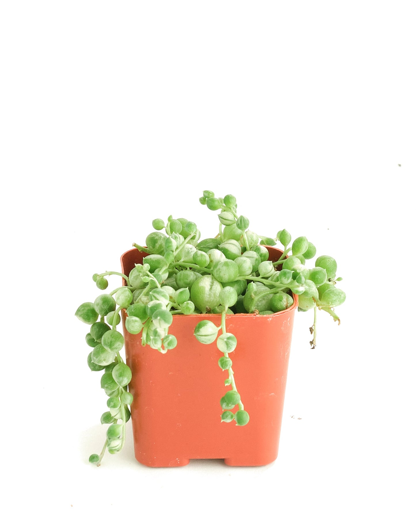 Senecio rowleyanus f. variegatus 'Variegated String of Pearls'