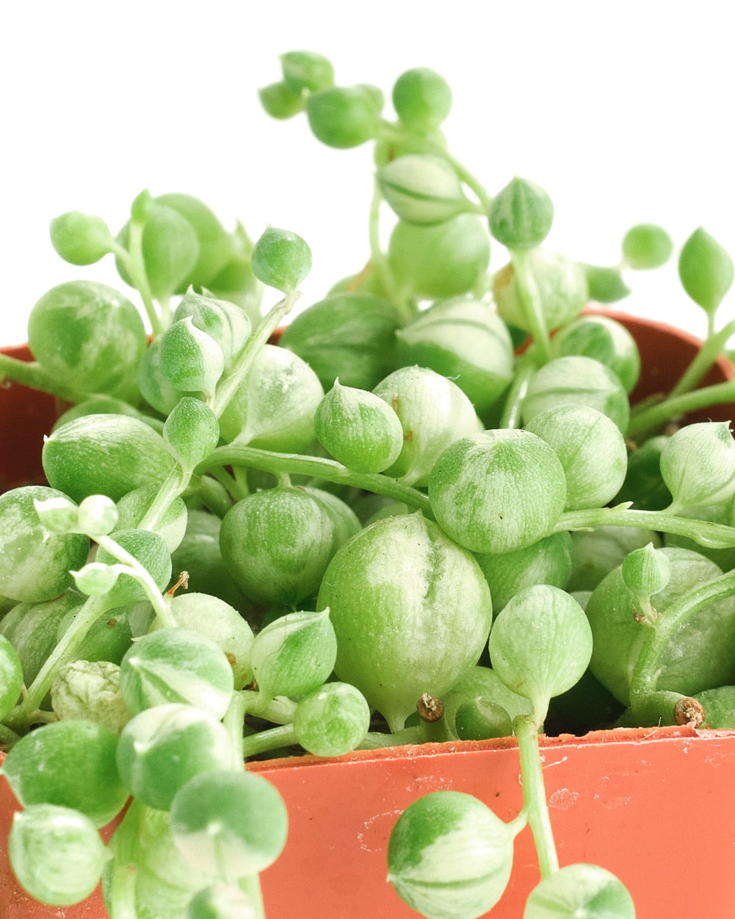 Senecio rowleyanus f. variegatus 'Variegated String of Pearls'