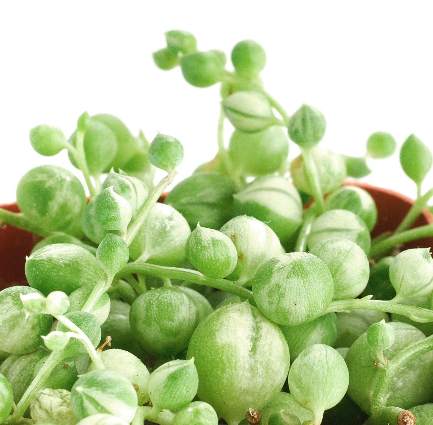 Senecio rowleyanus f. variegatus 'Variegated String of Pearls'