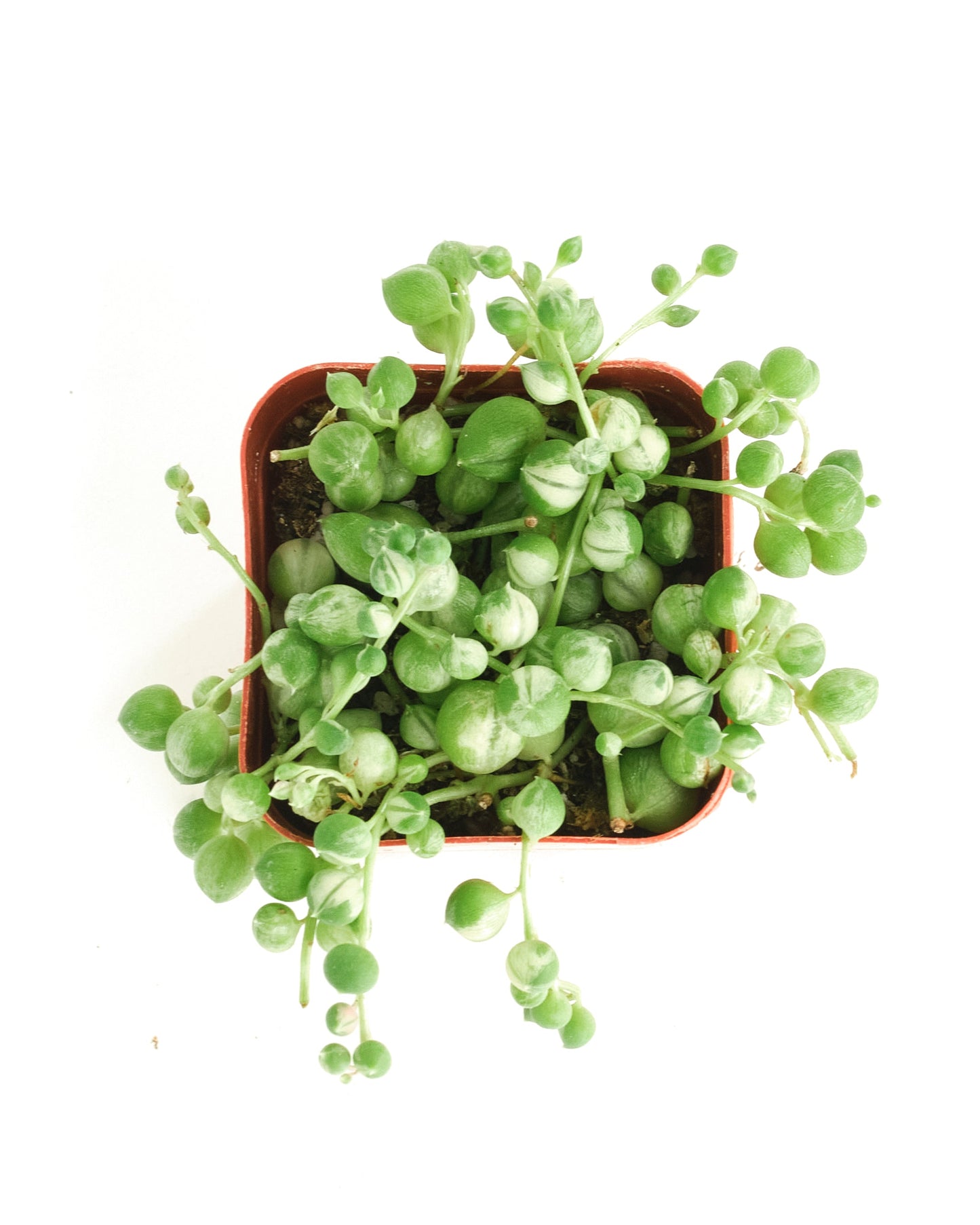 Senecio rowleyanus f. variegatus 'Variegated String of Pearls'