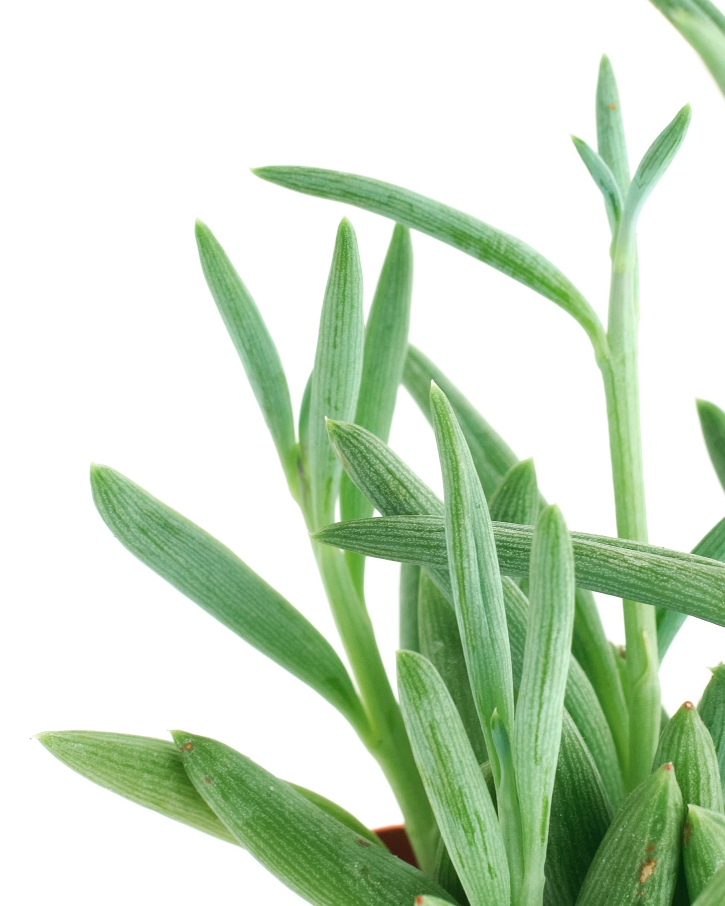 Senecio Radicans 'String of Fishhooks'