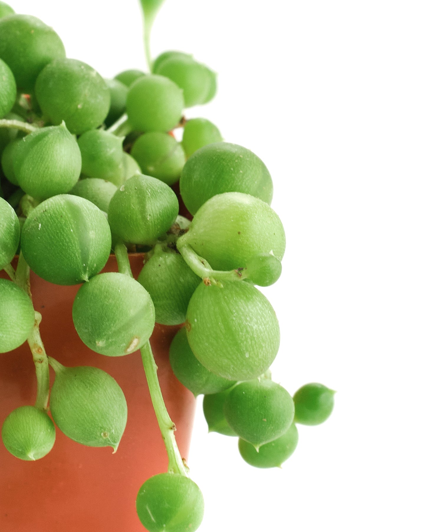 Senecio Rowleyanus 'String of Pearls'