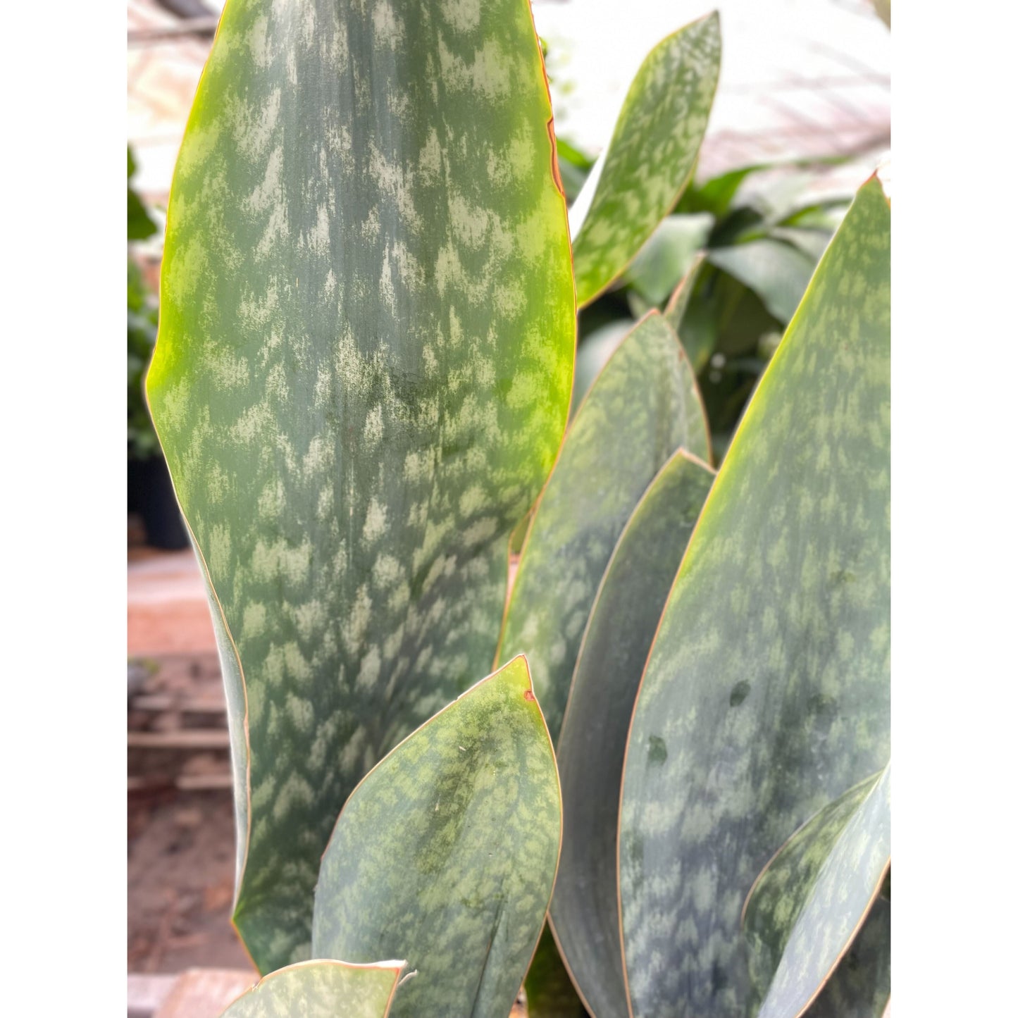 Snake Plant 'Mason Congo' - 10" Pot