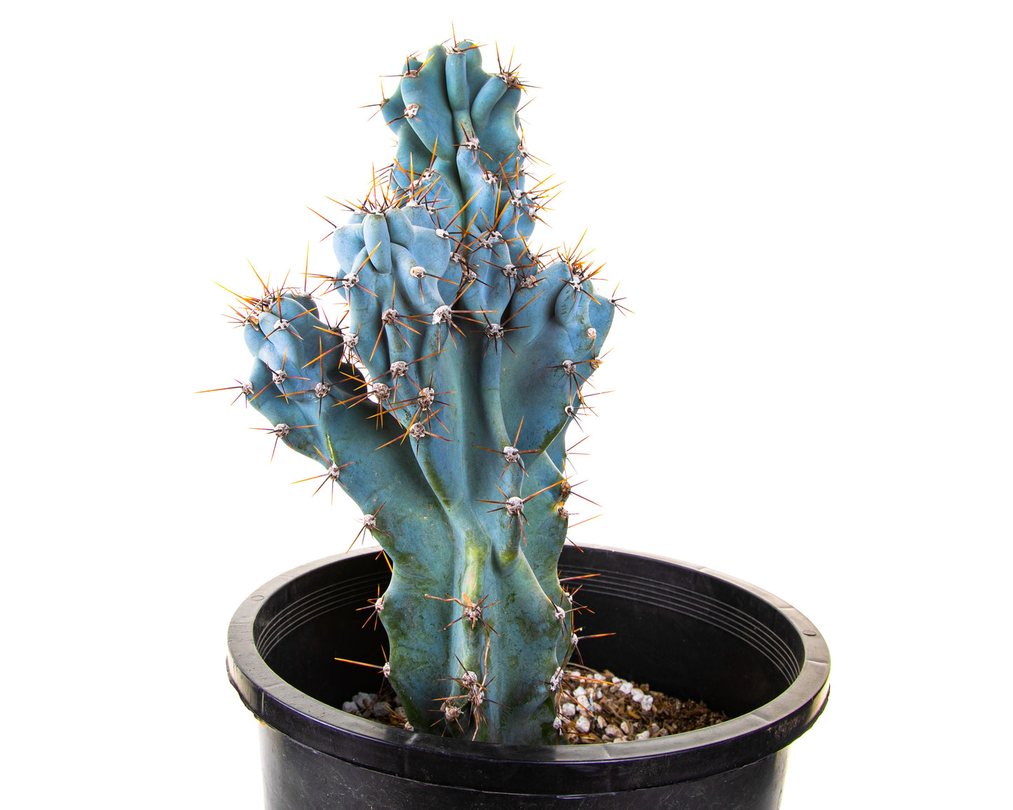 Curiosity Cactus