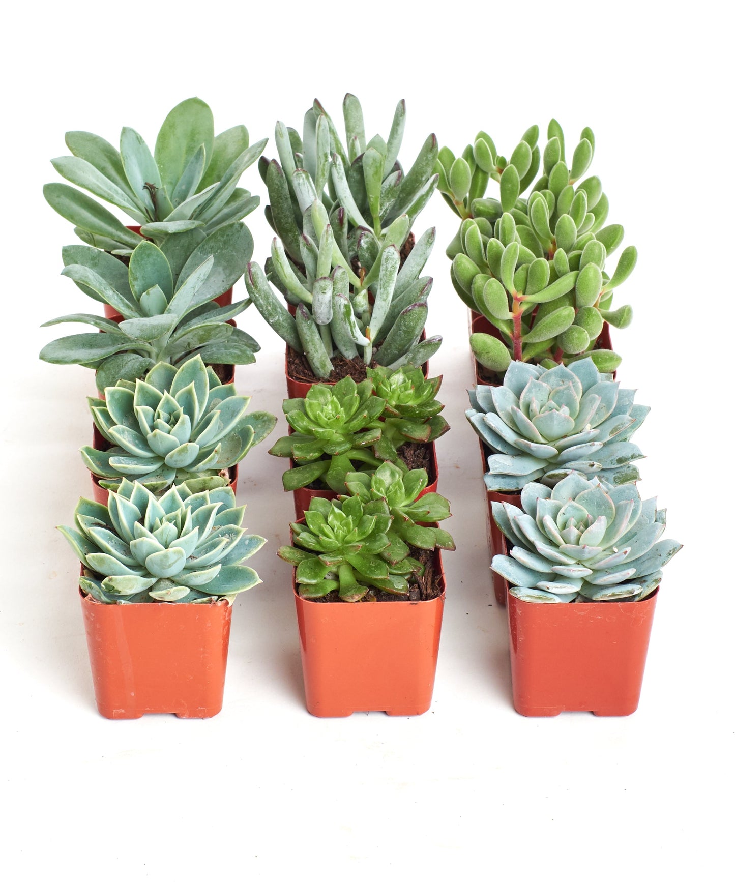 Blue & Green Mini Succulent Collection