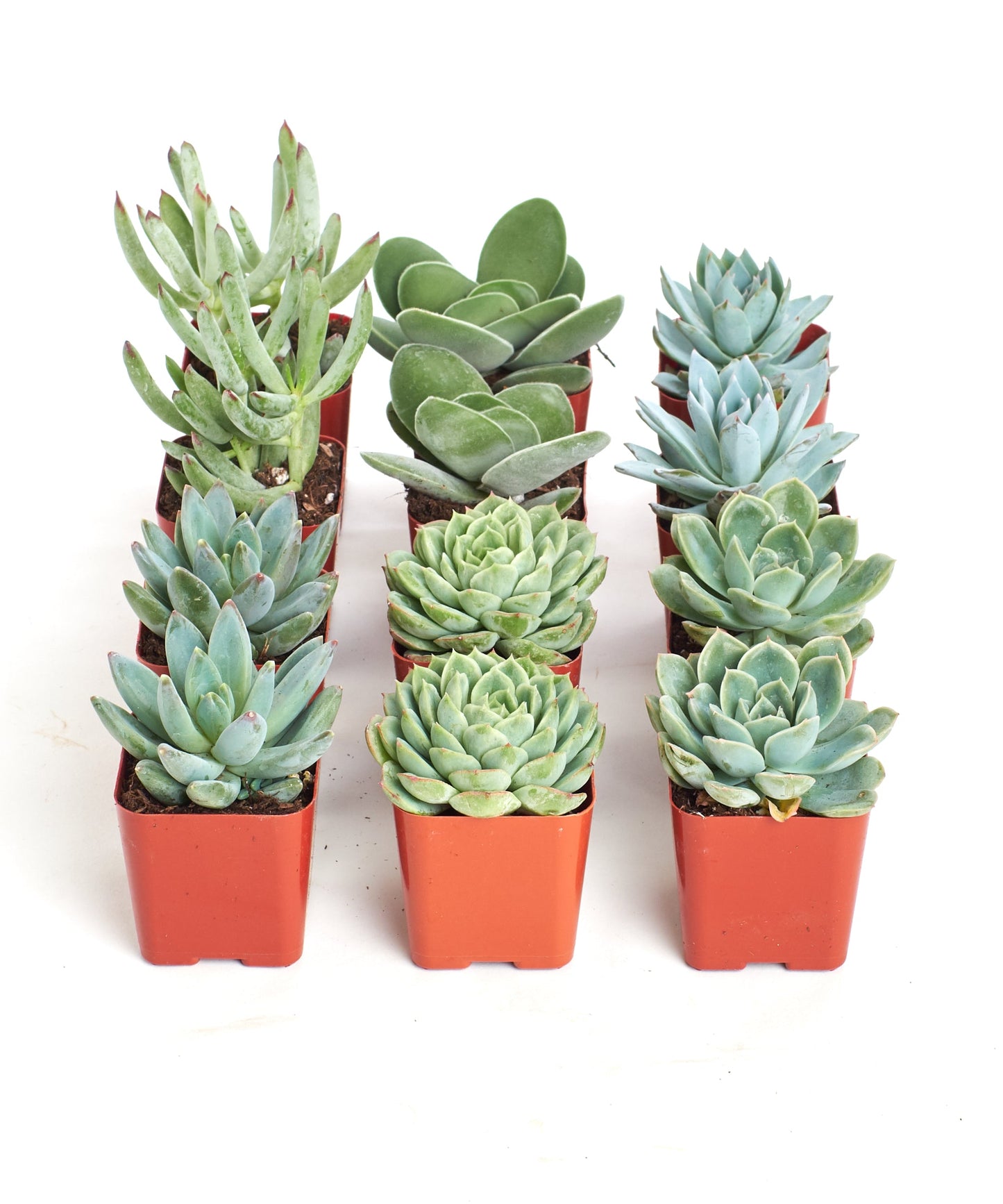 Blue & Green Mini Succulent Collection