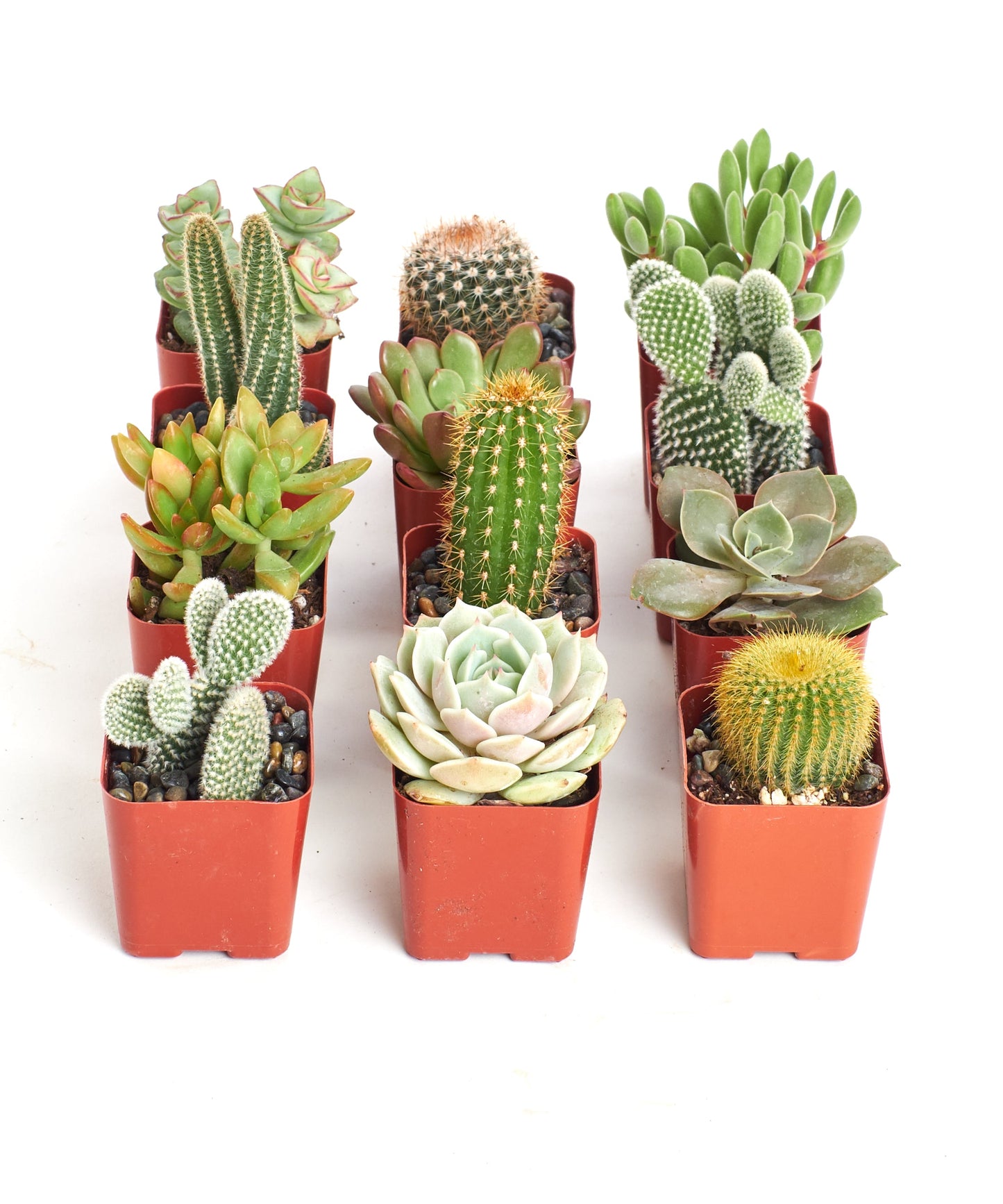 Assorted Mini Succulent & Cactus Collection