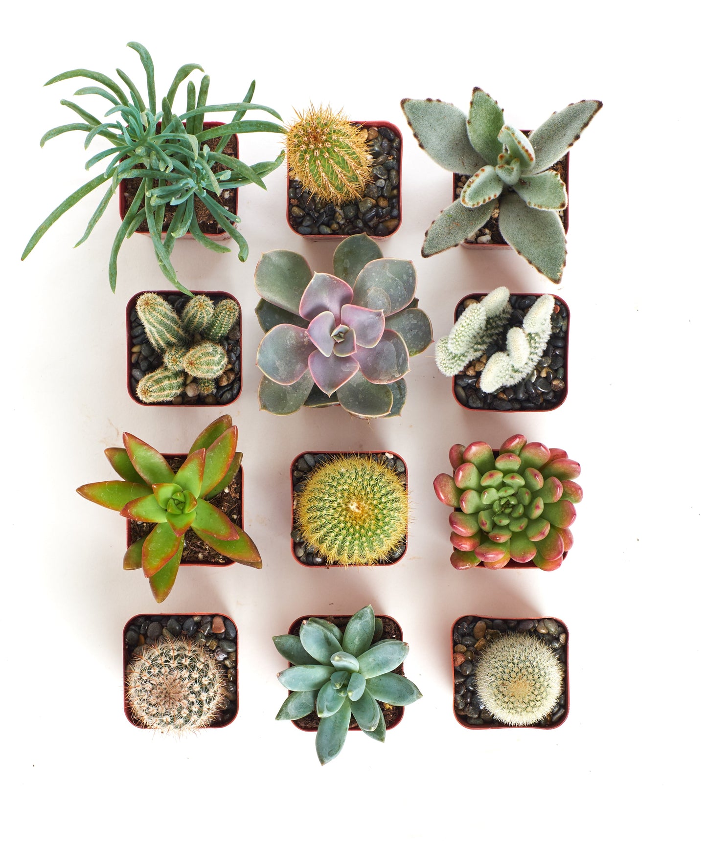 Assorted Mini Succulent & Cactus Collection