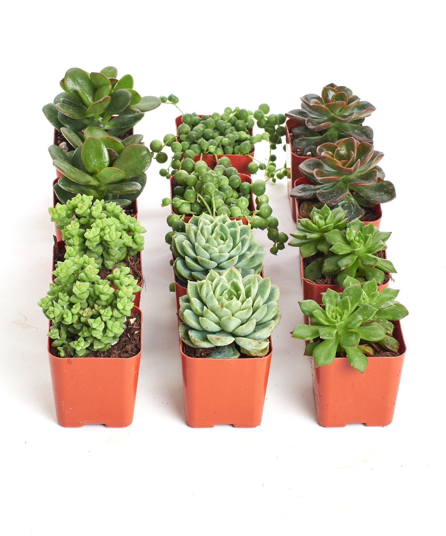 Verde Mini Succulent Collection