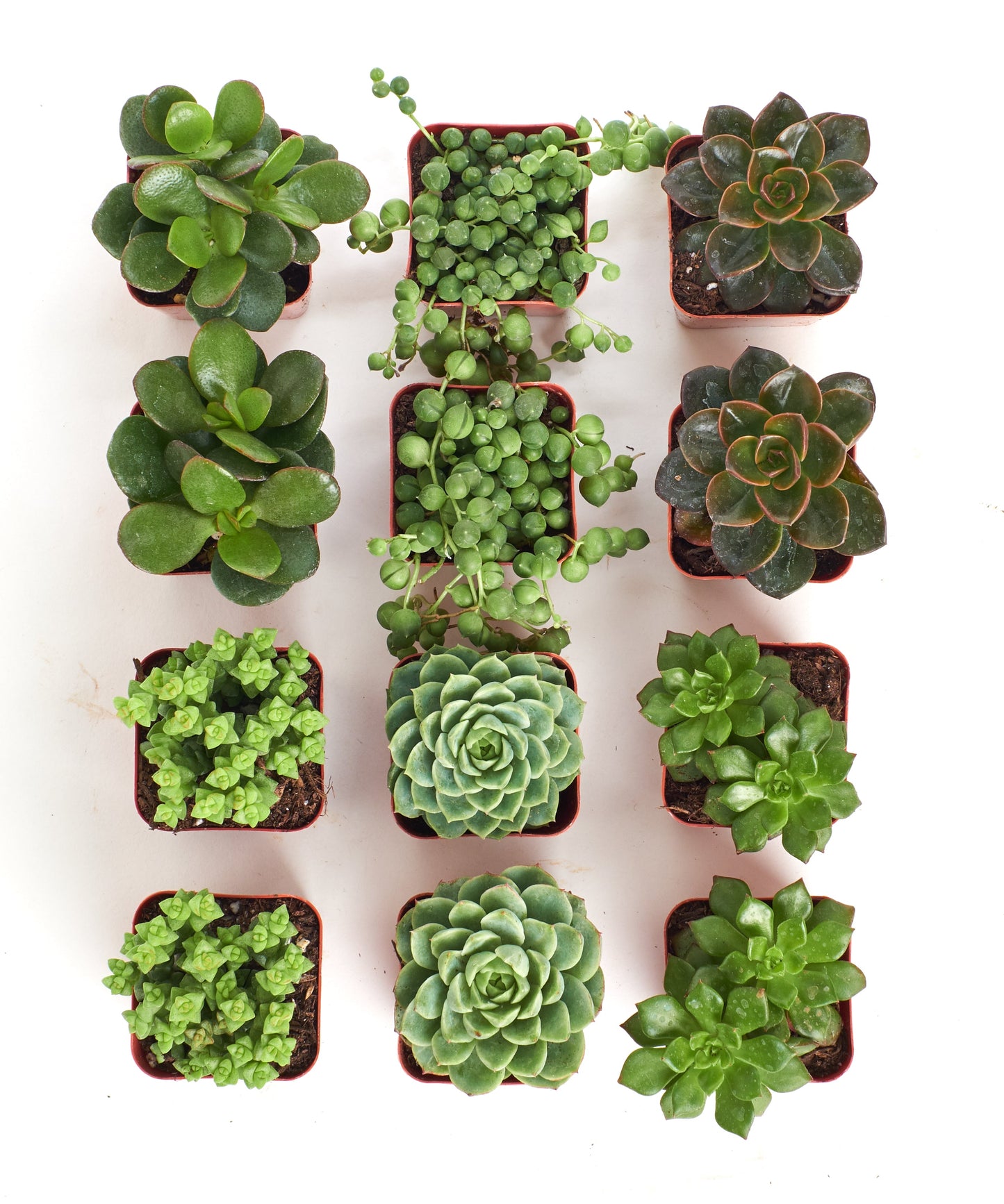 Verde Mini Succulent Collection