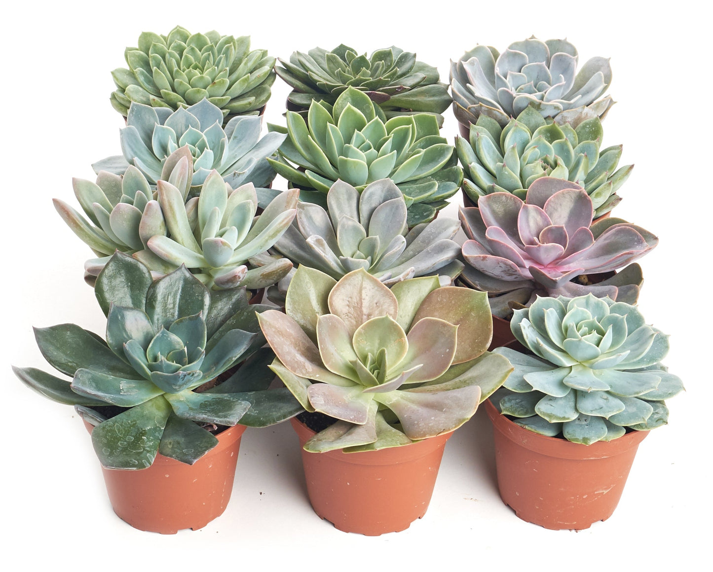 Rosette Medium Succulent Collection